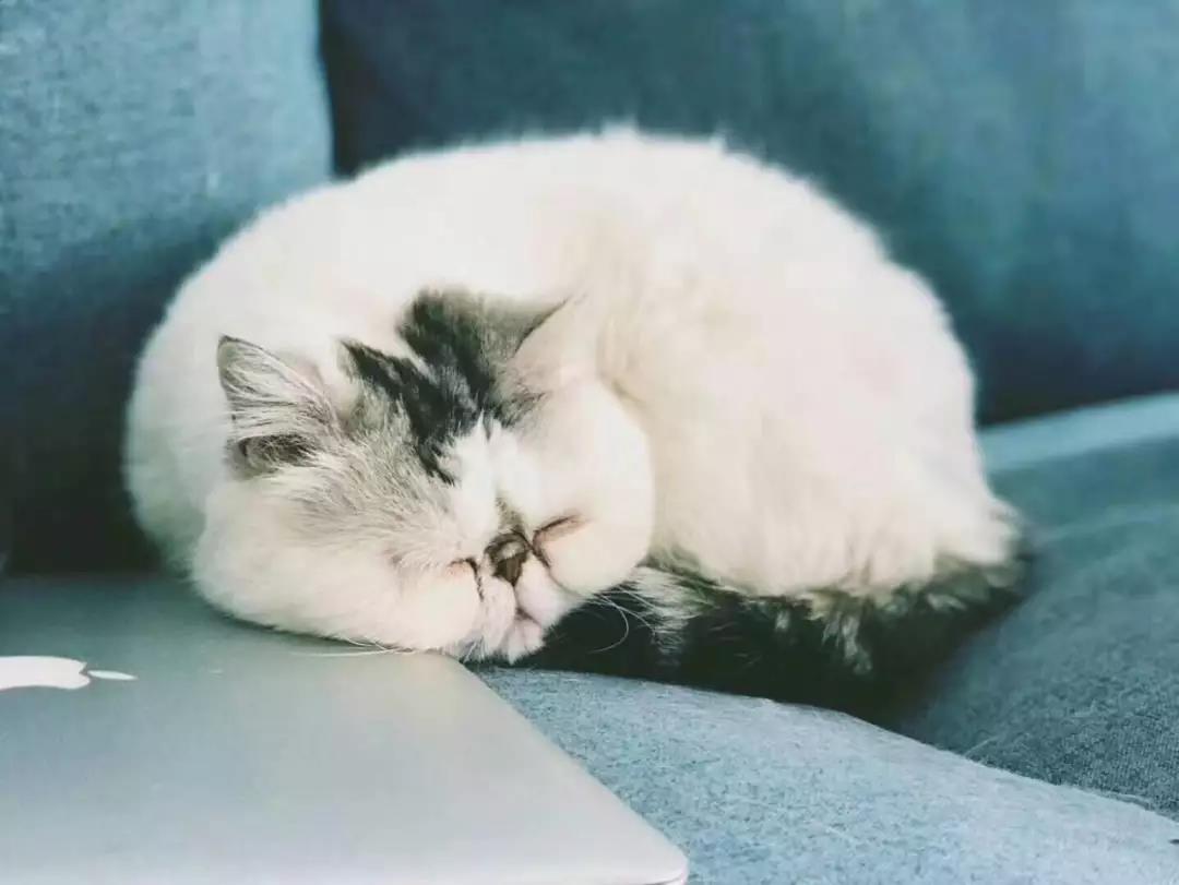 我的家，有猫有狗人生赢家