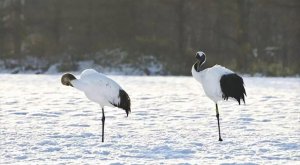 珍珠白丨瑞雪中起舞的白鹤